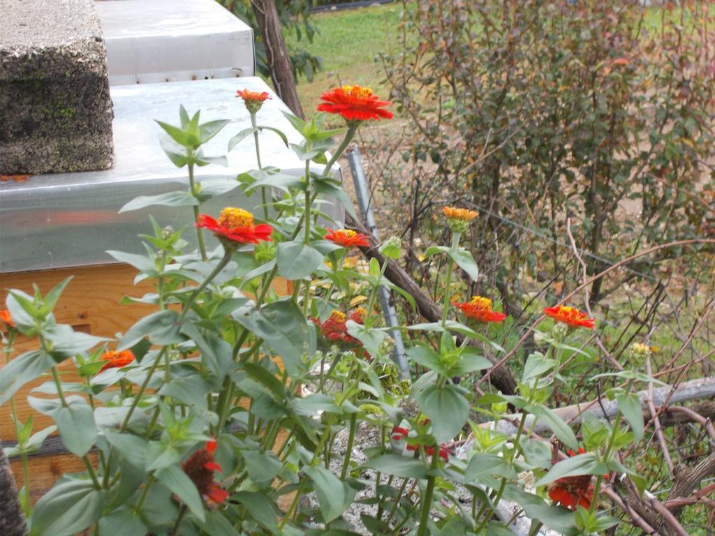 Guesthouse Feel Lake Virpazar Exterior foto